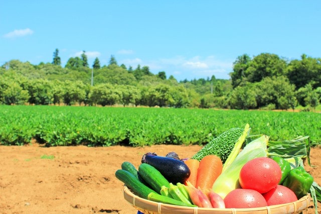 新鮮な野菜の見分け方は？簡単に見分けるポイントを紹介